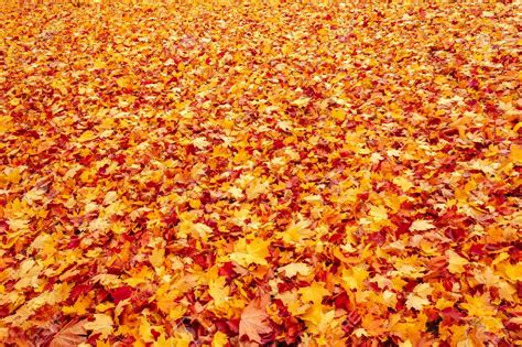 16582227 Fall Orange And Red Autumn Leaves On Ground For Background Or