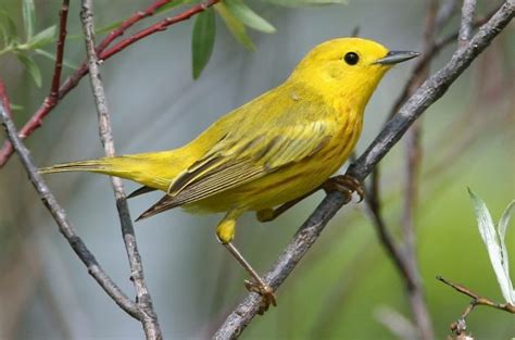 Yellow Warbler Attracting Birds Birds And Blooms