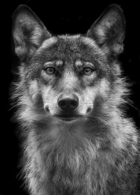 Homepage Of Wolf Ademeit Photographer Animals Perros Arte Lobos