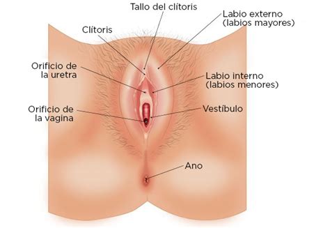 bezobzirni Trend Običan tipos de vagina fotos Bilje Polazak za najraniji
