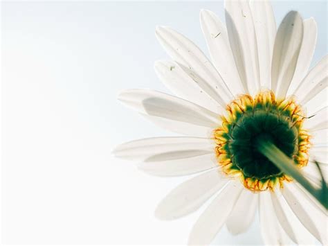 ขาว กลีบดอกไม้ เบ่งบาน ดอกทานตะวัน ภาพถ่าย ดอกเดซี ดอกไม้