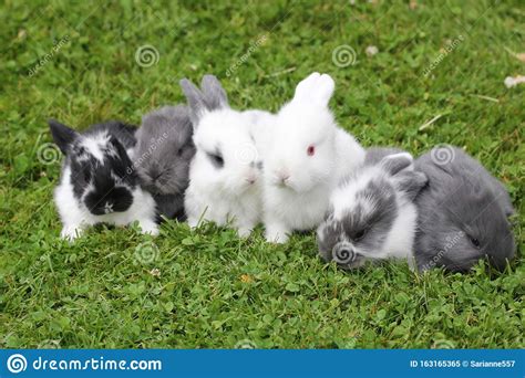 Baby Rabbits In Grass Stock Image Image Of Mammal White 163165365