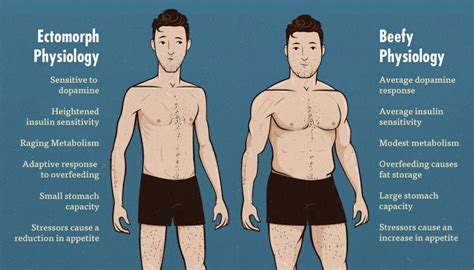 Understanding The Short Ectomorph Body Type And How To Build Muscle