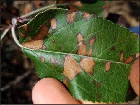Glomerella Leaf Spot And Fruit Rot Nc State Extension Publications