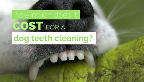A dental cleaning typically means the vet will clean your dog's teeth while the dog is under general anesthesia. How Much Does Dog Teeth Cleaning Cost? Average Pricing & Costs