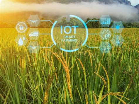 Smart Farming With Iot Growing Rice Farming With Infographics Smart