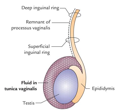 Testis And Epididymis Anatomy Earth S Lab