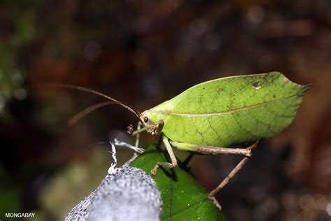 Top 106 Mimicry In Animals Examples