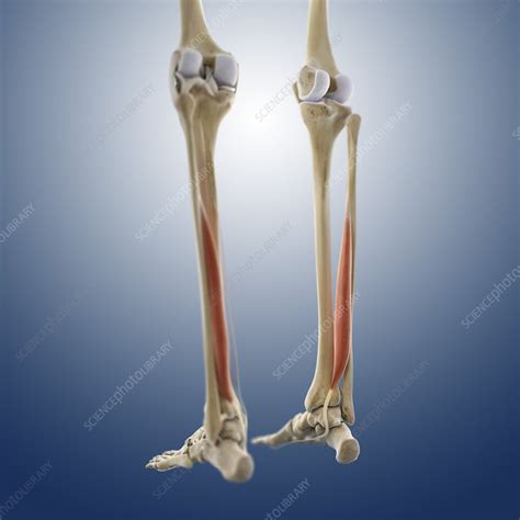 Calf Muscle Artwork Stock Image C0134574 Science Photo Library
