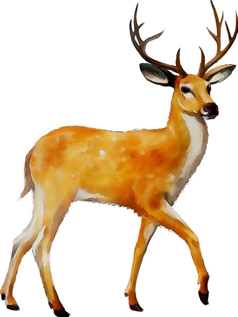 White Tailed Deer Clip Art Moose Mule Deer Png Download 10681420