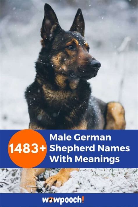 Top 1483 Best Male German Shepherd Names With Meanings Wowpooch