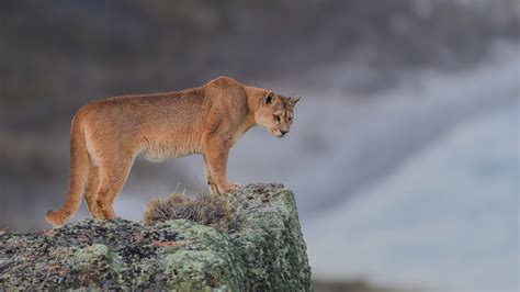 2560x1440 Cougar 1440p Resolution Hd 4k Wallpapers Images Backgrounds
