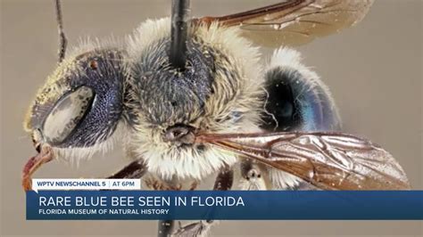Rare Metallic Blue Bee Spotted In Florida