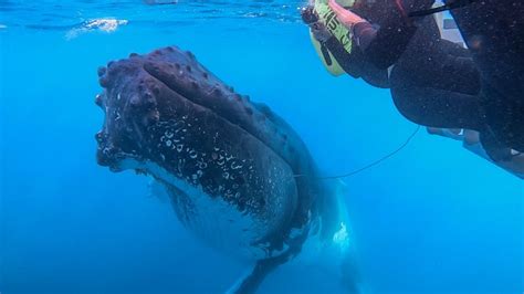 Swim With Humpback Whales Mooloolaba Adrenaline