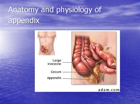 Appendicitis Anatomy And Physiology Of Appendix The Appendix