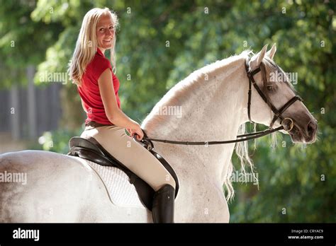 Pure Spanish Horse Andalusian Smiling Woman Riding On The Stallion