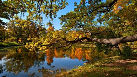 Download Wallpaper 1920x1080 Fall Pond Trees Landscape Full Hd 1080p