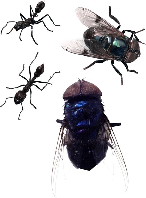 Fly Png Image Purepng Free Transparent Cc0 Png Image Library