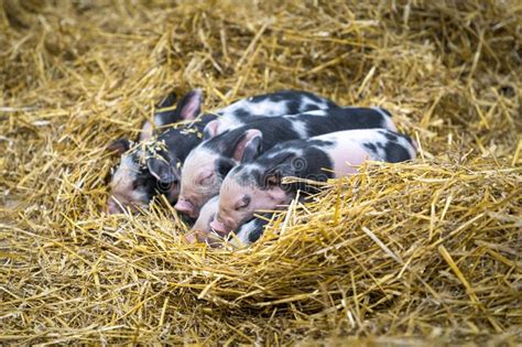 Group Of Newborn Piglets In The Farm Stock Photo Image Of Mammal