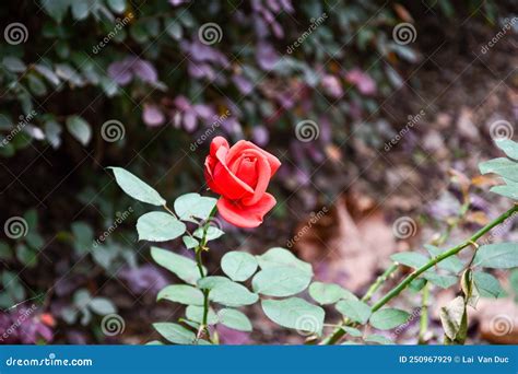 Budding Red Rose Background Stock Image Image Of Leaf Pink 250967929