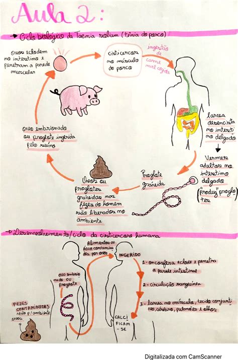 Mapa Mental Ciclo Biológico Da Taenia Solium E Saginata
