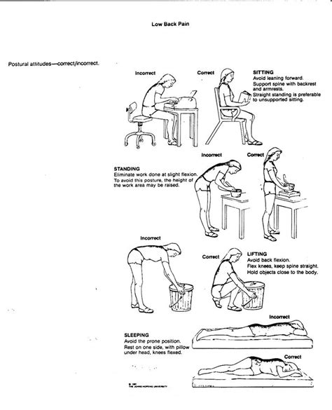 Your back muscles support you your entire life. 1000+ images about Lower Back Muscle Exercises on ...