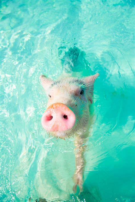 Meet The Swimming Pigs Of The Bahamas