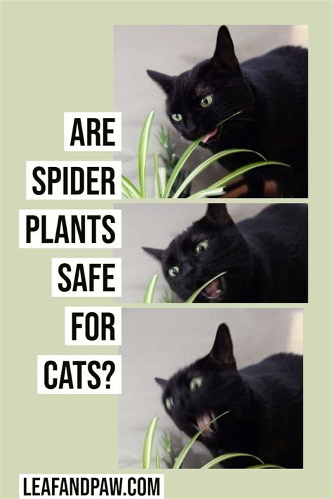 International cat care recommends that you remove the most dangerous plants from your garden and check if there are any potentially toxic plants in your neighbors' gardens. Why your cat eats spider plants. | Spider plants, Pet safe ...