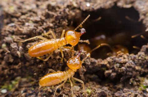 Termite Spray How Does It Work Terminix