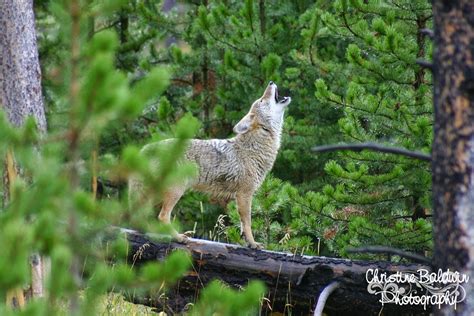 Capture The Moment Photo Of The Day February 22 2014 Howling Coyote