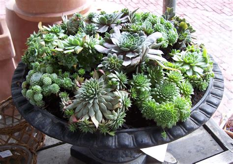 Martha Moments Succulents In Containers