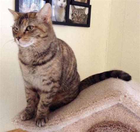 Danica Sweet Tabbycalico Female Adult Cat For Adoption For Sale In
