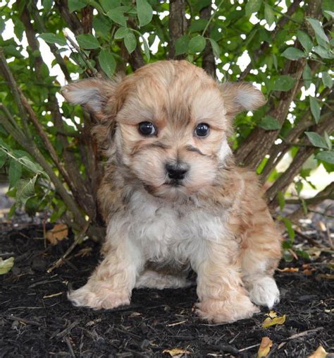 morkie male puppy ready   today tangolden color  unique animals   guy