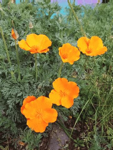 Maybe you would like to learn more about one of these? Flower GIF by audreyobscura - Find & Share on GIPHY