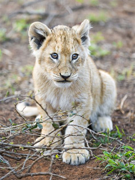 25 Most Beautiful Photos Of Cute Baby Lion To You Will