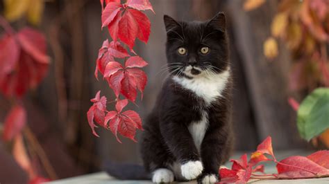 Black White Cat Kitten Is Sitting In Tree Trunk Background Autumn