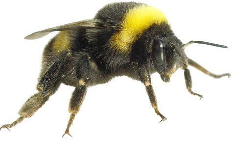 Bumblebee Png Transparent Images Pictures Photos Png Arts Images And