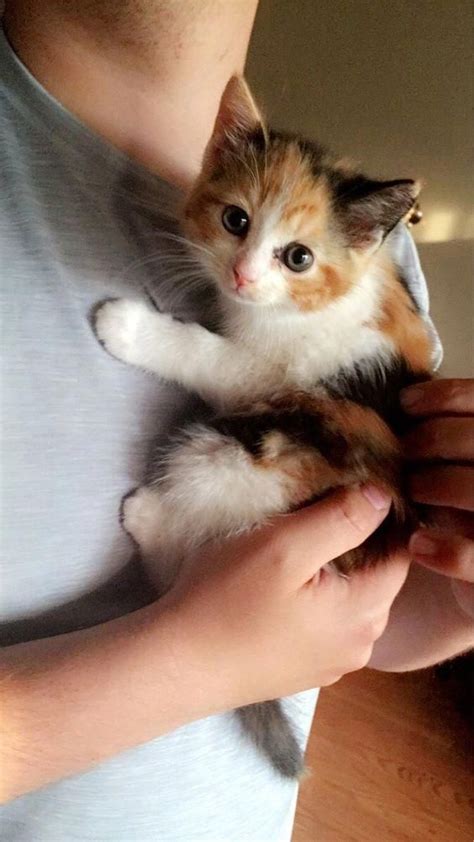 20 Cute Calico Kittens That Will Bring Your Dead Heart Back To Life Catsandkittens