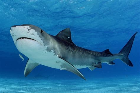 Tiger Shark Migration To Explain Deadly Attacks · Guardian Liberty Voice