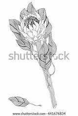 Protea Zentangle sketch template