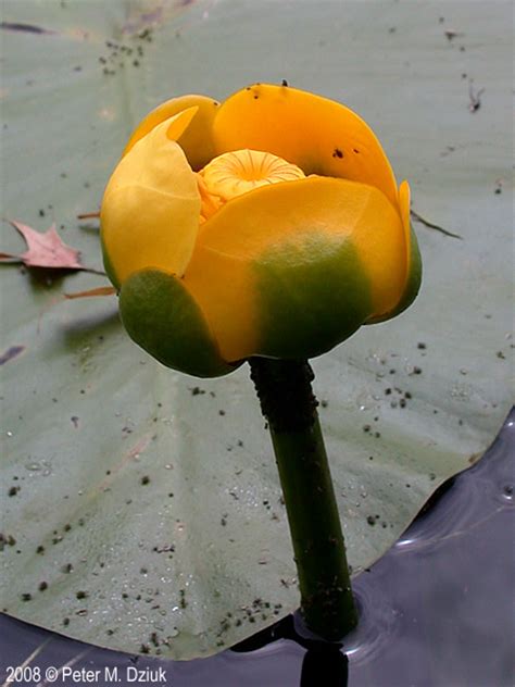 Nuphar Variegata Yellow Pond Lily Minnesota Wildflowers