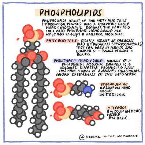 Phospholipids Biochemistry Stem Students Science Chemistry