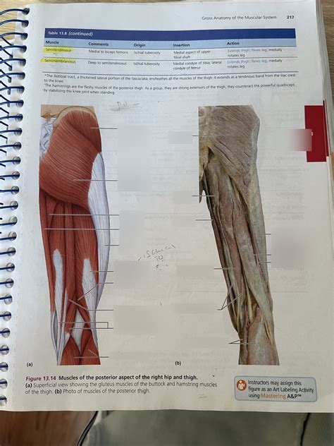 Muscles Of The Posterior Aspect Of The Right Hip And Thigh Diagram
