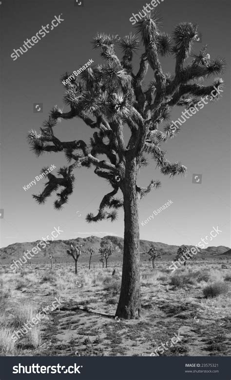 Joshua Tree In Black And White Stock Photo 23575321 Shutterstock