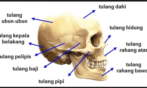 Sebagian Besar Tulang Rusuk Bagian Belakang Melekat Pada Ruas Ruas Tulang