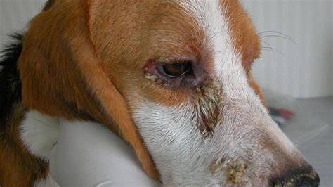 Reportaron casos de leishmaniosis canina y piden precauciones El Diario del centro del país