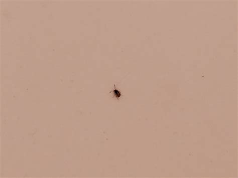 Identifying Tiny Black Bug Thriftyfun