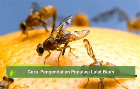 Gejala Dan Cara Pengendalian Serangan Lalat Buah Tanipedia Co Id