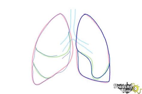 How To Draw Lungs Step 5 How To Draw Lungs Lung Drawing Lungs Drawing