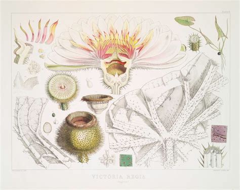 What Is Botanical Illustration Botanical Art And Artists